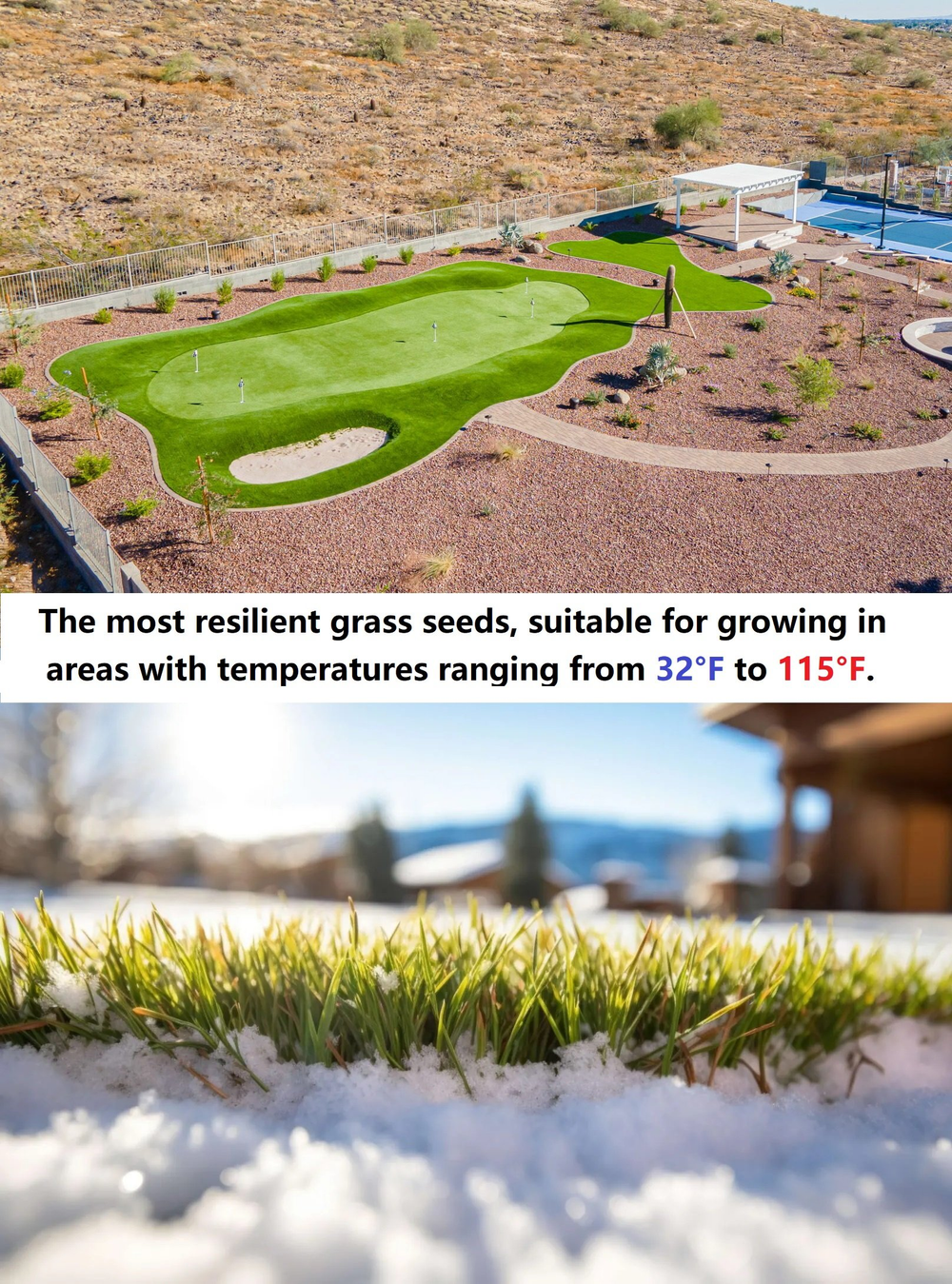 🔥Last Day Promotion 49% OFF🔥🌱2026 Evergreen Dwarf Grass Seed for Four Seasons